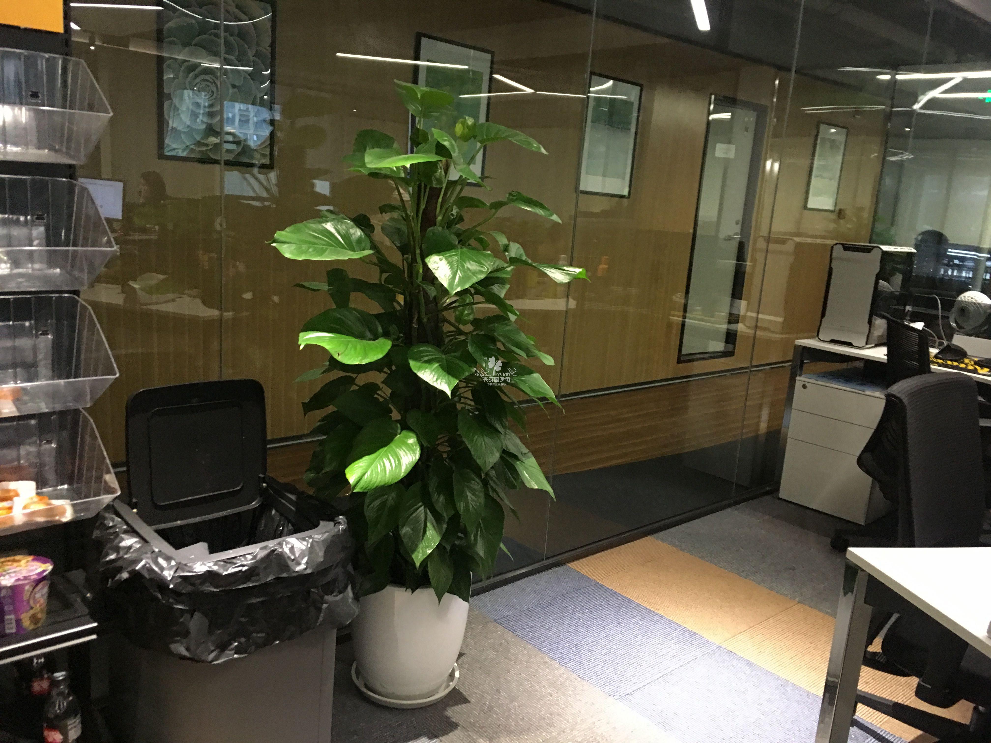 办公室花卉绿植租赁